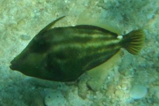 Cantherhines pullus - Schwanzfleckfeilenfisch
